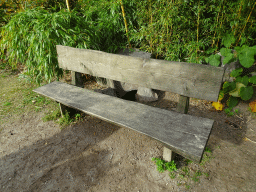 Bench and rock with brooding African Penguins at the Safaripark Beekse Bergen