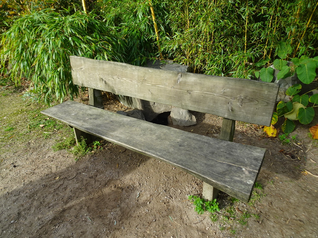 Bench and rock with brooding African Penguins at the Safaripark Beekse Bergen