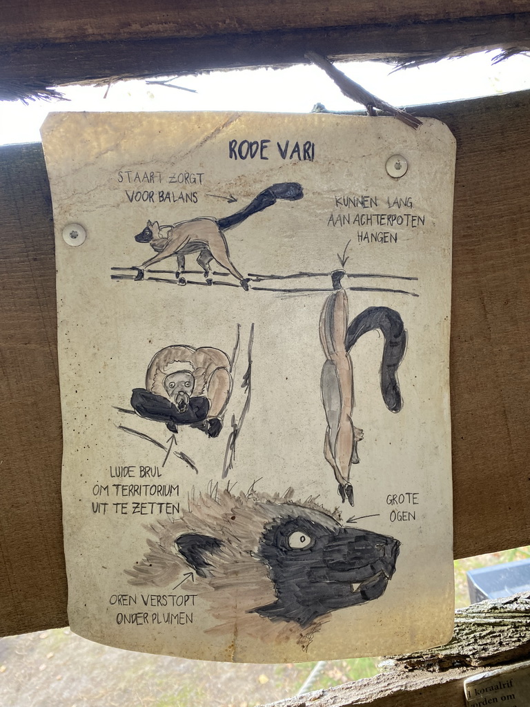 Information on the Red Ruffed Lemur at the Safaripark Beekse Bergen