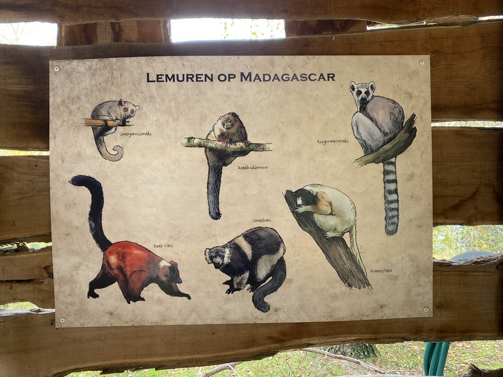 Information on Lemur species on Madagascar at the Safaripark Beekse Bergen