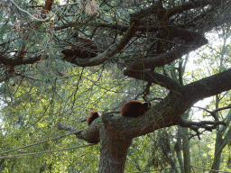 Red Ruffed Lemurs at the Safaripark Beekse Bergen