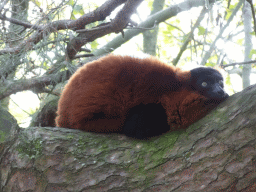 Red Ruffed Lemur at the Safaripark Beekse Bergen