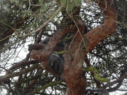 Ring-tailed Lemurs at the Safaripark Beekse Bergen