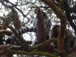 Ring-tailed Lemurs at the Safaripark Beekse Bergen