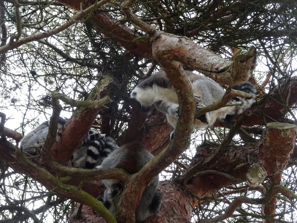 Ring-tailed Lemurs at the Safaripark Beekse Bergen