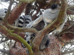 Ring-tailed Lemurs at the Safaripark Beekse Bergen