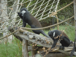 L`Hoest`s Monkeys at the Safaripark Beekse Bergen, viewed from the Kongo restaurant