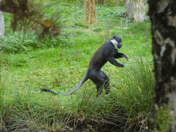 L`Hoest`s Monkey at the Safaripark Beekse Bergen, viewed from the Kongo restaurant