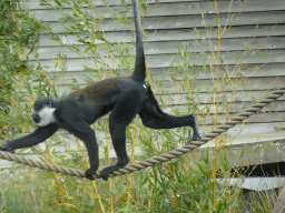 L`Hoest`s Monkey at the Safaripark Beekse Bergen, viewed from the Kongo restaurant