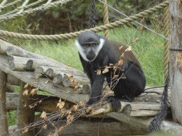 L`Hoest`s Monkey at the Safaripark Beekse Bergen, viewed from the Kongo restaurant