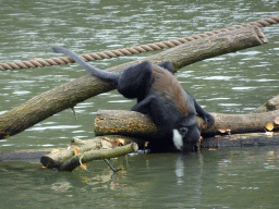 Drinking L`Hoest`s Monkey at the Safaripark Beekse Bergen, viewed from the Kongo restaurant