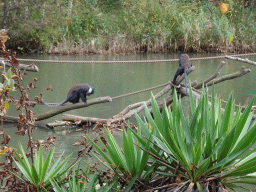 L`Hoest`s Monkeys at the Safaripark Beekse Bergen, viewed from the Kongo restaurant