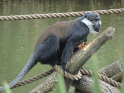 L`Hoest`s Monkey at the Safaripark Beekse Bergen, viewed from the Kongo restaurant