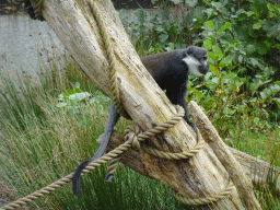 L`Hoest`s Monkey at the Safaripark Beekse Bergen, viewed from the Kongo restaurant