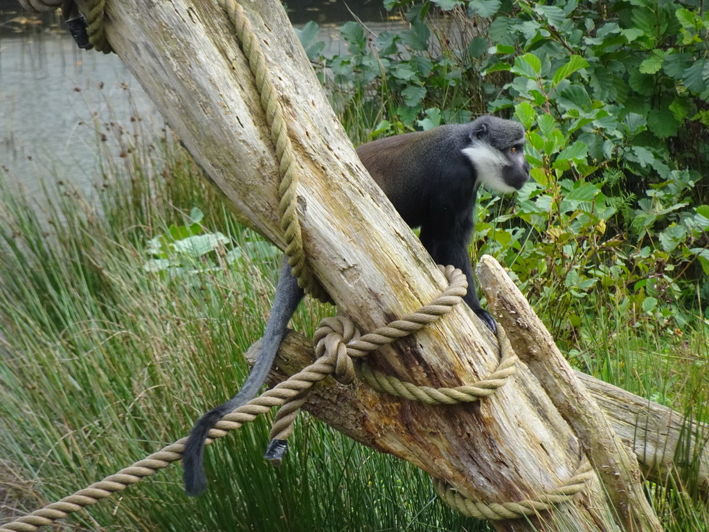 L`Hoest`s Monkey at the Safaripark Beekse Bergen, viewed from the Kongo restaurant