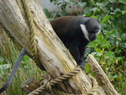 L`Hoest`s Monkey at the Safaripark Beekse Bergen, viewed from the Kongo restaurant