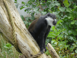 L`Hoest`s Monkey at the Safaripark Beekse Bergen, viewed from the Kongo restaurant