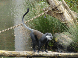 L`Hoest`s Monkey at the Safaripark Beekse Bergen, viewed from the Kongo restaurant