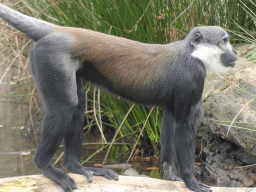 L`Hoest`s Monkey at the Safaripark Beekse Bergen, viewed from the Kongo restaurant