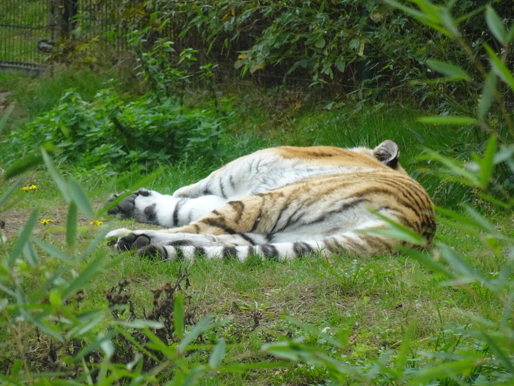 Amur Tiger at the Safaripark Beekse Bergen