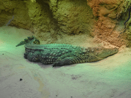 Nile Crocodile at the Hippopotamus and Crocodile enclosure at the Safaripark Beekse Bergen