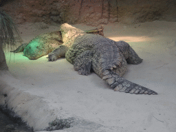 Nile Crocodiles at the Hippopotamus and Crocodile enclosure at the Safaripark Beekse Bergen