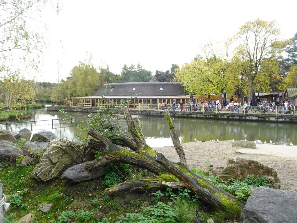 Hippopotamus in front of the Kongo restaurant at the Safaripark Beekse Bergen