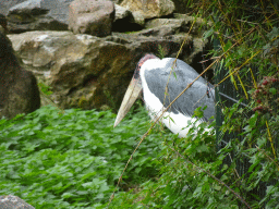 Marabou Stork at the Safaripark Beekse Bergen