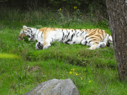 Amur Tiger at the Safaripark Beekse Bergen