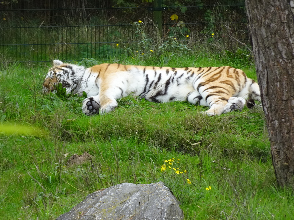 Amur Tiger at the Safaripark Beekse Bergen