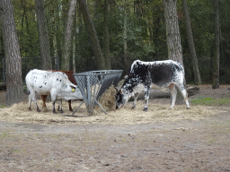 Zebus at the Safaripark Beekse Bergen