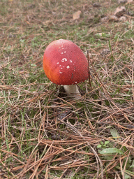 Fly Amanita at the Safaripark Beekse Bergen