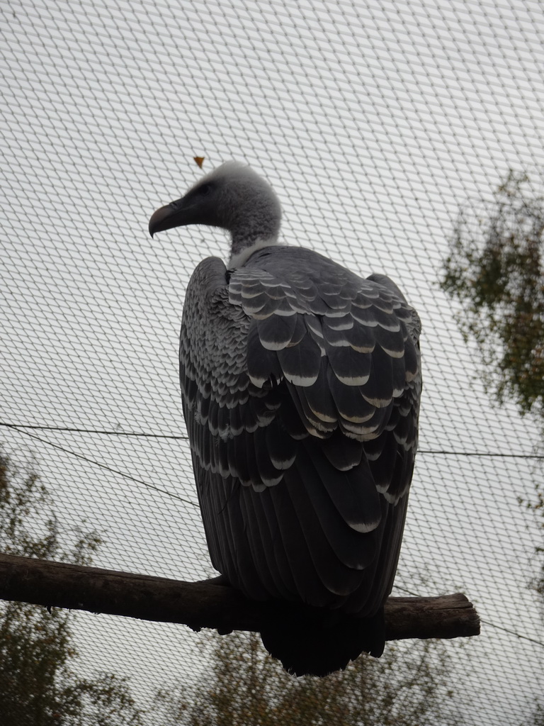 Rüppell`s Vulture at the Vulture Aviary at the Safaripark Beekse Bergen