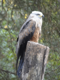 Black Kite at the Vulture Aviary at the Safaripark Beekse Bergen