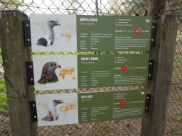 Explanation on the Rüppell`s Vulture, Black Kite and Griffon Vulture at the Vulture Aviary at the Safaripark Beekse Bergen