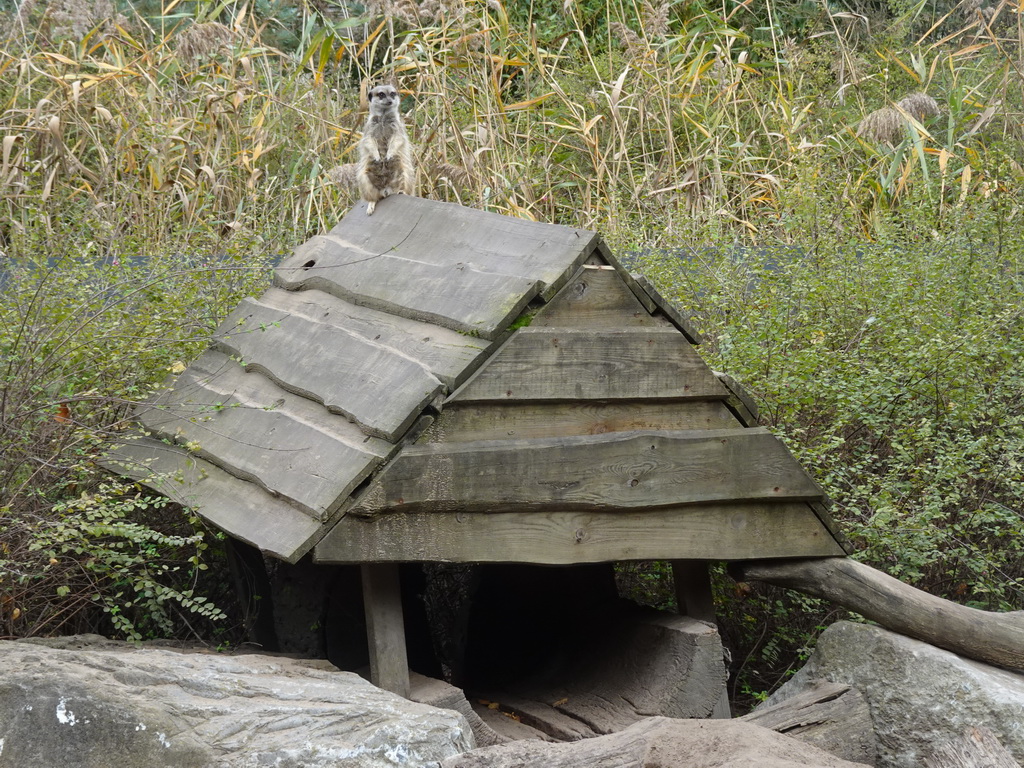 Meerkat at the Safaripark Beekse Bergen