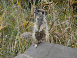 Meerkat at the Safaripark Beekse Bergen