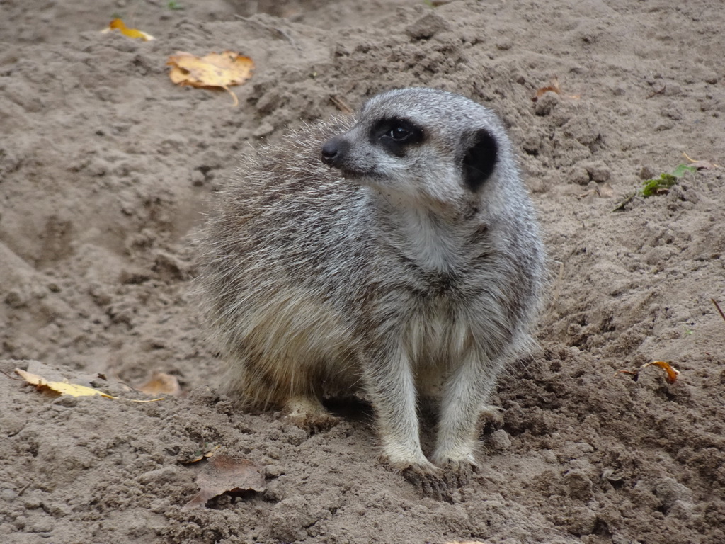 Meerkat at the Safaripark Beekse Bergen