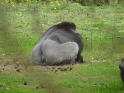 Western Lowland Gorilla at the Safaripark Beekse Bergen