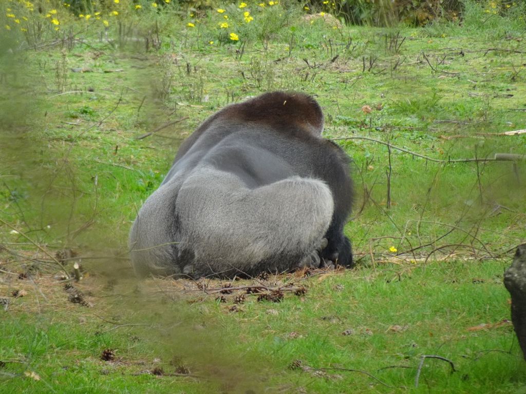 Western Lowland Gorilla at the Safaripark Beekse Bergen