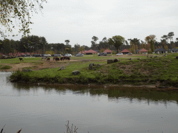 Rothschild`s Giraffes, Grévy`s Zebras, Sable Antelopes, Geese and cars doing the Autosafari at the Safaripark Beekse Bergen, viewed from the playground near the Hamadryas Baboons