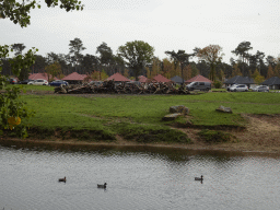 Rothschild`s Giraffes, Ducks and cars doing the Autosafari at the Safaripark Beekse Bergen, viewed from the playground near the Hamadryas Baboons