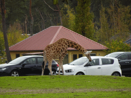 Rothschild`s Giraffe and car doing the Autosafari at the Safaripark Beekse Bergen, viewed from the playground near the Hamadryas Baboons