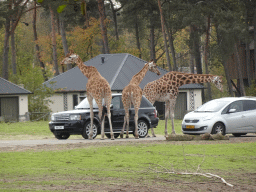 Rothschild`s Giraffes and car doing the Autosafari at the Safaripark Beekse Bergen, viewed from the playground near the Hamadryas Baboons