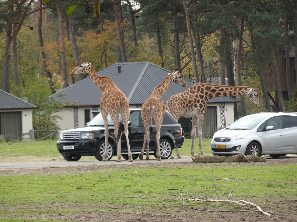 Rothschild`s Giraffes and car doing the Autosafari at the Safaripark Beekse Bergen, viewed from the playground near the Hamadryas Baboons