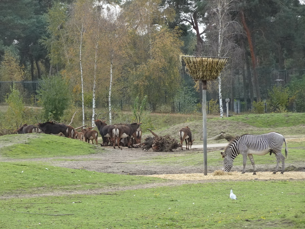 Grévy`s Zebra and Sable Antelopes at the Safaripark Beekse Bergen, viewed from the playground near the Hamadryas Baboons