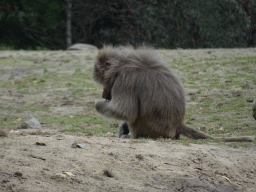 Hamadryas Baboon at the Safaripark Beekse Bergen