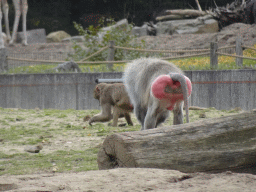 Hamadryas Baboons at the Safaripark Beekse Bergen