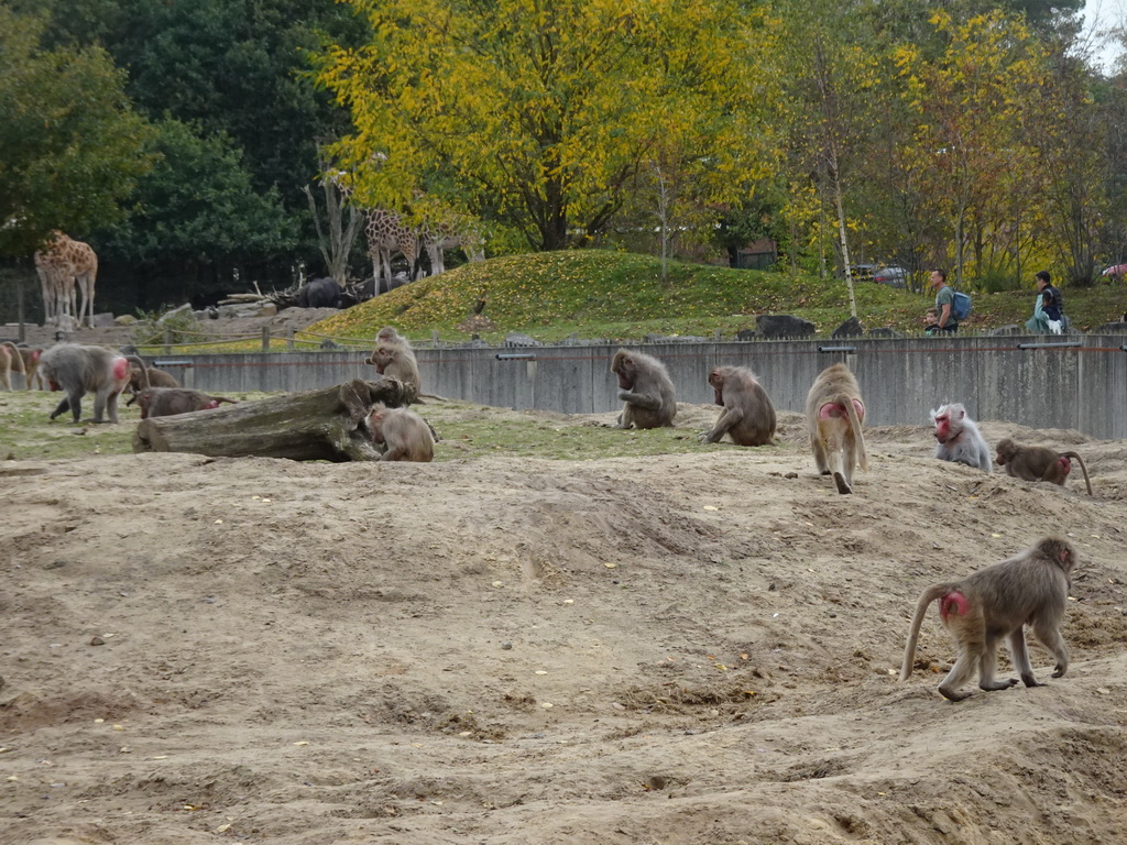 Hamadryas Baboons and Rothschild`s Giraffes at the Safaripark Beekse Bergen