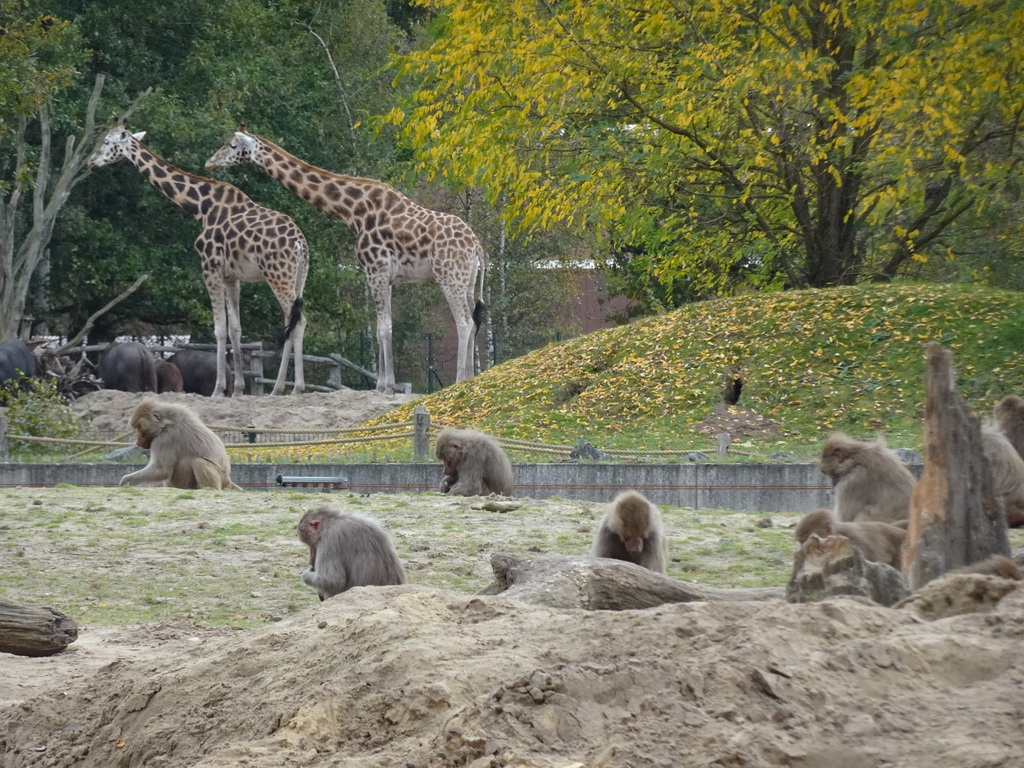 Hamadryas Baboons and Rothschild`s Giraffes at the Safaripark Beekse Bergen